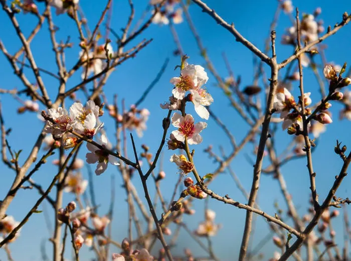 Framed Print : Closeup on early almond flowers starting to bloom in spring under bright sunlight Framed Print : Closeup on early almond flowers starting to bloom in spring under bright sunlight