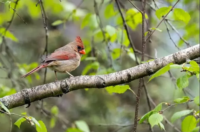 Framed Print : Closeup of a female Northern Cardinal perching in a Birch tree in sprintime, Ontario, Canada Framed Print : Closeup of a female Northern Cardinal perching in a Birch tree in sprintime, Ontario, Canada