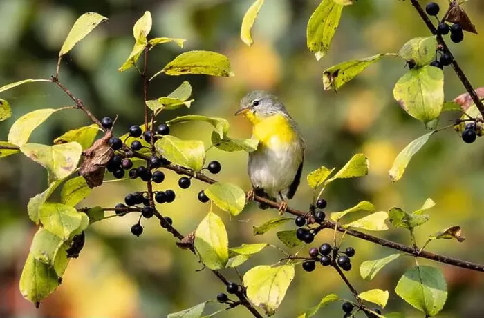 Framed Print : Closeup of a female Northern Parula perching in a leafy Buckthorn tree eating berries in autumn, Ontario, Canada Framed Print : Closeup of a female Northern Parula perching in a leafy Buckthorn tree eating berries in autumn, Ontario, Canada