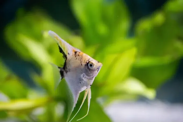 Framed Print : Closeup of fish in an aquarium with green plants in the background Framed Print : Closeup of fish in an aquarium with green plants in the background