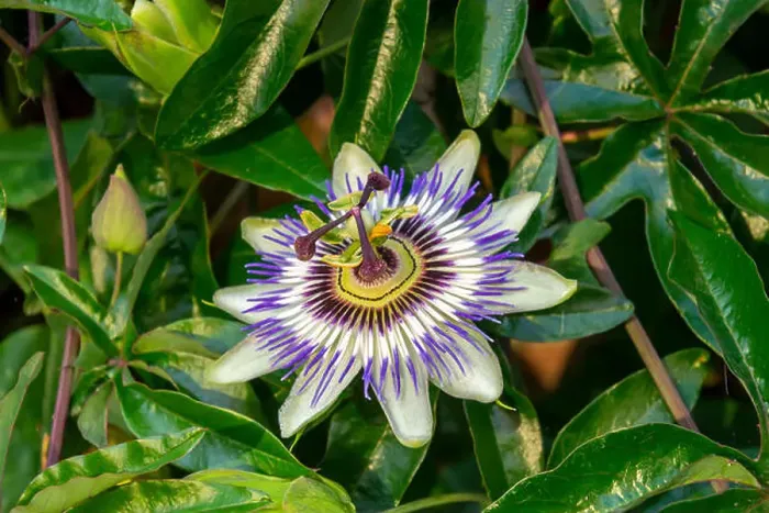 Framed Print : Closeup gorgeous passion flower Passiflora caerulea background Framed Print : Closeup gorgeous passion flower Passiflora caerulea background