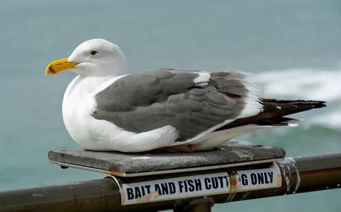 Framed Print : Closeup of a gray and white seagull on the Huntington Beach pier with the ocean in background Framed Print : Closeup of a gray and white seagull on the Huntington Beach pier with the ocean in background