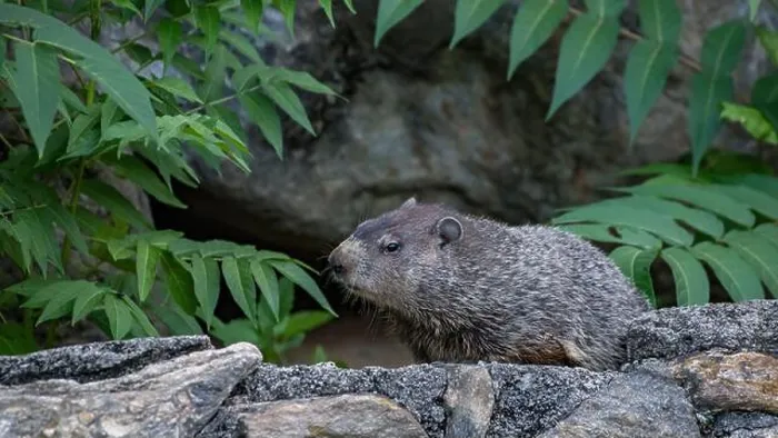 Framed Print : A closeup of a groundhog, Marmota monax, also known as a woodchuck
