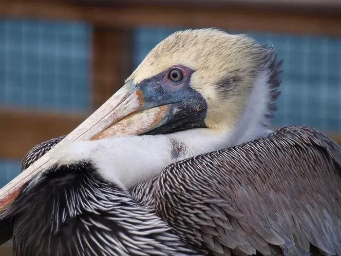 Framed Print : Closeup of the head of a wounded Pelican. Good details of eye Framed Print : Closeup of the head of a wounded Pelican. Good details of eye
