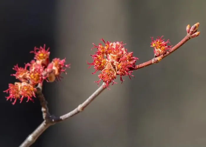 Framed Print : Closeup of a Japanese Maple (Acer palmatum) tree with springtime buds / blossoms emerging in the Chippewa National Forest Framed Print : Closeup of a Japanese Maple (Acer palmatum) tree with springtime buds / blossoms emerging in the Chippewa National Forest