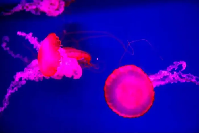 Framed Print : Closeup of Jelly fish swimming in a large aquarium Framed Print : Closeup of Jelly fish swimming in a large aquarium