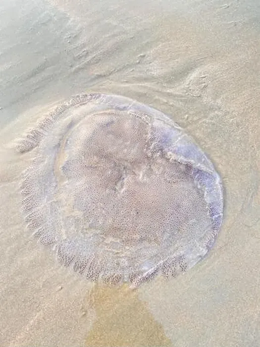 Framed Print : A closeup of a jellyfish on the beach Framed Print : A closeup of a jellyfish on the beach