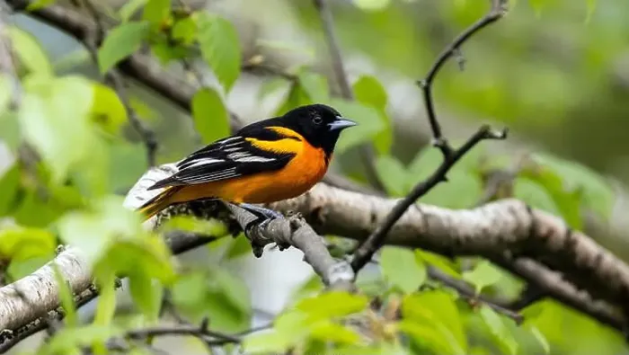 Framed Print : Closeup of a male Baltimore Oriole perching in a leafy tree during spring migration, Ontario, Canada Framed Print : Closeup of a male Baltimore Oriole perching in a leafy tree during spring migration, Ontario, Canada