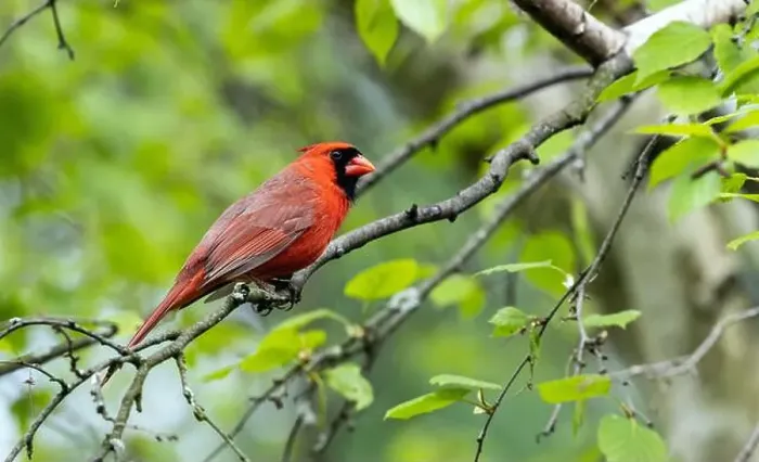 Framed Print : Closeup of a male Northern Cardinal perching in a leafy Birch tree in springtime, Ontario, Canada Framed Print : Closeup of a male Northern Cardinal perching in a leafy Birch tree in springtime, Ontario, Canada