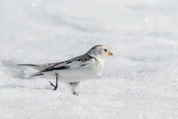 Framed Print : Closeup of male Snow Bunting running in snow Framed Print : Closeup of male Snow Bunting running in snow