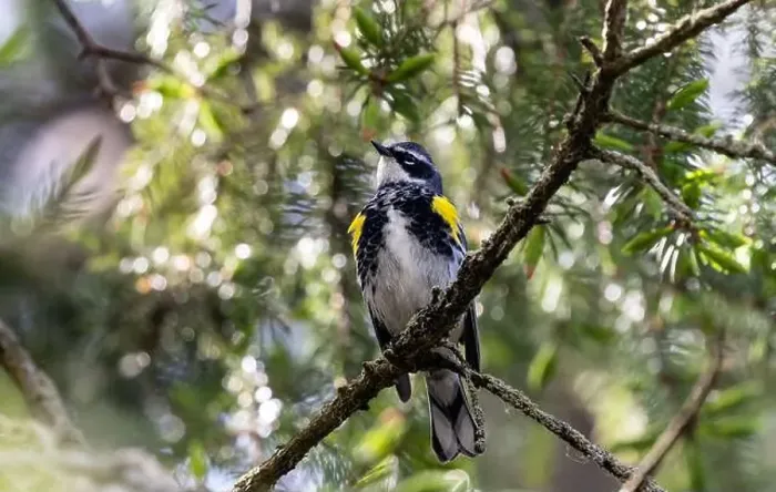 Framed Print : Closeup of a male Yellow-rumped Warbler perching in a spruce tree during spring migration Framed Print : Closeup of a male Yellow-rumped Warbler perching in a spruce tree during spring migration