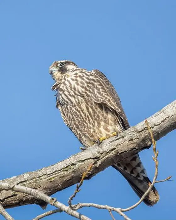 Framed Print : Closeup Peregrine Falcon on a tree limb Framed Print : Closeup Peregrine Falcon on a tree limb