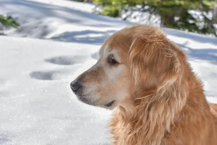 Framed Print : Closeup profile of a beautiful Golden Retriever in a snowy woods on a sunny day