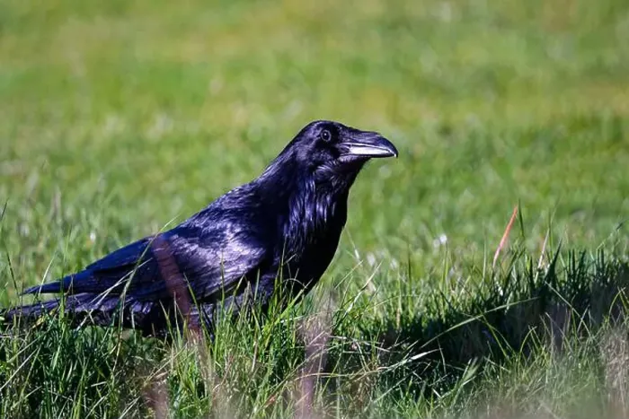 Framed Print : A closeup of a raven at Ruckle Provincial Park, Salt Spring Island, BC Canada Framed Print : A closeup of a raven at Ruckle Provincial Park, Salt Spring Island, BC Canada