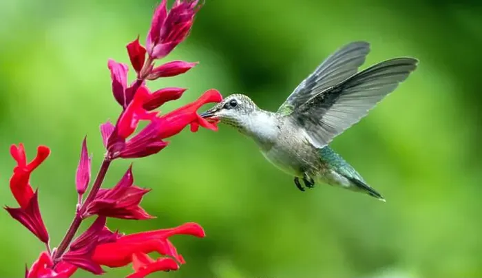 Framed Print : Closeup of Ruby-throated Hummingbird feeding on nectar from red sage flowers in Quebec Framed Print : Closeup of Ruby-throated Hummingbird feeding on nectar from red sage flowers in Quebec