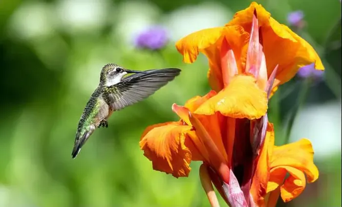 Framed Print : Closeup of a Ruby-throated Hummingbird in flight Framed Print : Closeup of a Ruby-throated Hummingbird in flight