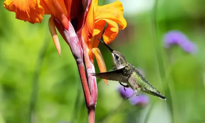 Framed Print : Closeup of a Ruby-throated Hummingbird in flight and feeding on nectar from an orange Cana Lily, Quebec, Canada Framed Print : Closeup of a Ruby-throated Hummingbird in flight and feeding on nectar from an orange Cana Lily, Quebec, Canada