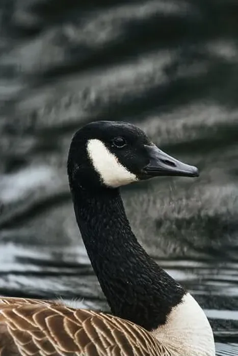 Framed Print : A closeup shot of a Canada goose floating in the water Framed Print : A closeup shot of a Canada goose floating in the water