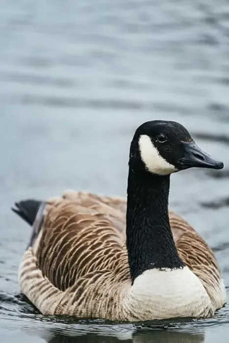 Framed Print : A closeup shot of a Canada goose floating in the water Framed Print : A closeup shot of a Canada goose floating in the water