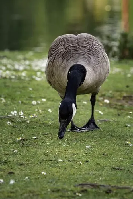 Framed Print : A closeup shot of a Canada goose pecking near a pond in the grass Framed Print : A closeup shot of a Canada goose pecking near a pond in the grass