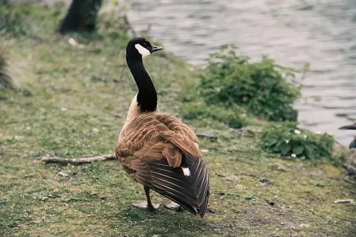 Framed Print : A closeup shot of a Canadian goose perched on the shore of a lake Framed Print : A closeup shot of a Canadian goose perched on the shore of a lake