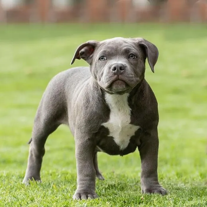 Framed Print : A closeup shot of a cute American Bully puppy on a grassy field Framed Print : A closeup shot of a cute American Bully puppy on a grassy field