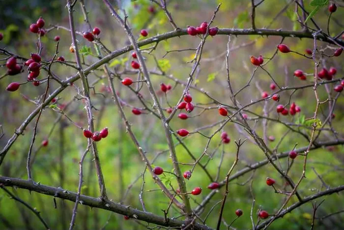 Framed Print : Closeup shot of dog rose berries hanging in the bush in autumn, month of October Framed Print : Closeup shot of dog rose berries hanging in the bush in autumn, month of October