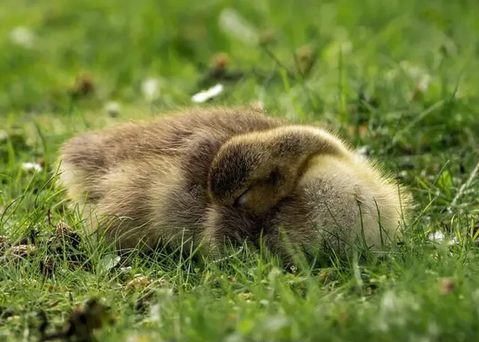 Framed Print : A closeup shot of a gosling napping in a green grassy meadow