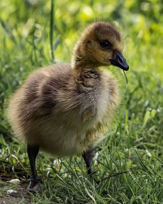 Framed Print : A closeup shot of a gosling pecking in a green grassy meadow