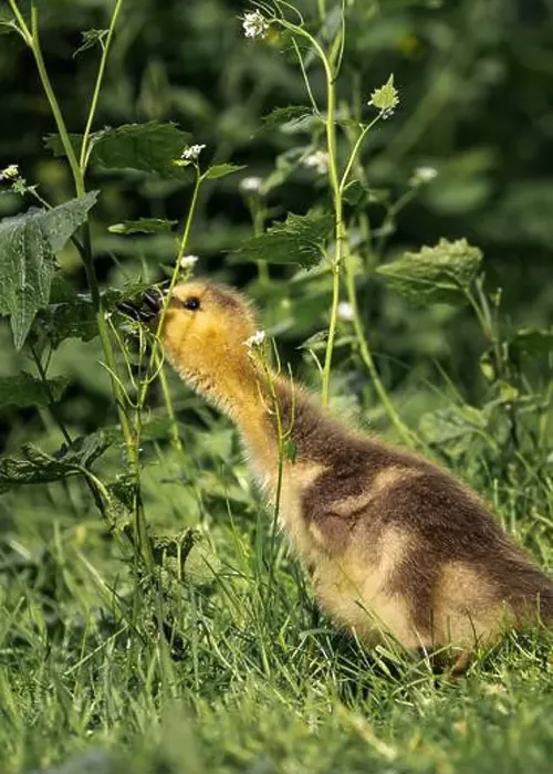 Framed Print : A closeup shot of a gosling pecking in a green grassy meadow