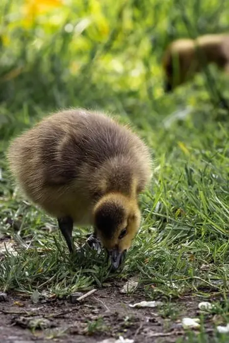 Framed Print : A closeup shot of a gosling pecking in a green grassy meadow