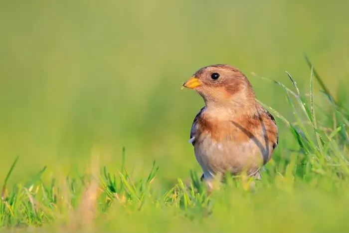 Framed Print : Closeup of a snow bunting, Plectrophenax nivalis, female bird foraging in grass Framed Print : Closeup of a snow bunting, Plectrophenax nivalis, female bird foraging in grass