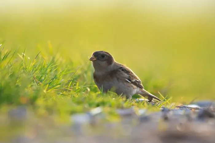 Framed Print : Closeup of a snow bunting, Plectrophenax nivalis, female bird foraging in grass Framed Print : Closeup of a snow bunting, Plectrophenax nivalis, female bird foraging in grass