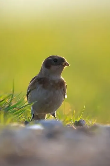 Framed Print : Closeup of a snow bunting, Plectrophenax nivalis, female bird foraging in grass Framed Print : Closeup of a snow bunting, Plectrophenax nivalis, female bird foraging in grass