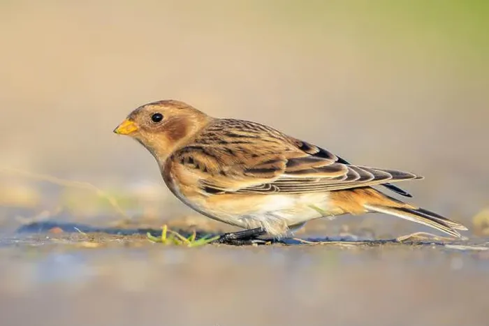Framed Print : Closeup of a snow bunting, Plectrophenax nivalis, female bird foraging in grass Framed Print : Closeup of a snow bunting, Plectrophenax nivalis, female bird foraging in grass