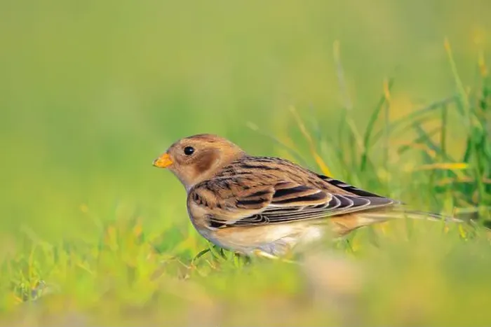 Framed Print : Closeup of a snow bunting, Plectrophenax nivalis, female bird foraging in grass Framed Print : Closeup of a snow bunting, Plectrophenax nivalis, female bird foraging in grass