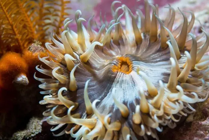 Framed Print : Closeup of a Striped anemone underwater with dark and light brown striped body, orange mouth and short tentacles Framed Print : Closeup of a Striped anemone underwater with dark and light brown striped body, orange mouth and short tentacles