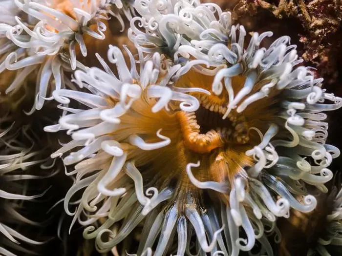 Framed Print : Closeup of a Striped anemone underwater with light yellow body and white tentacles Framed Print : Closeup of a Striped anemone underwater with light yellow body and white tentacles