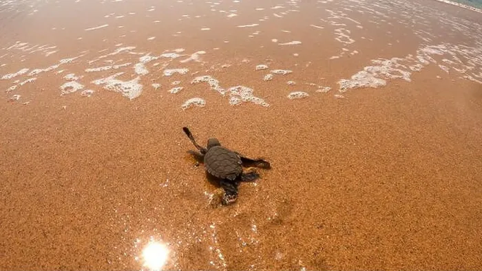 Framed Print : A closeup of a turtle swimming in the sea in Sao Tome, Africa Framed Print : A closeup of a turtle swimming in the sea in Sao Tome, Africa