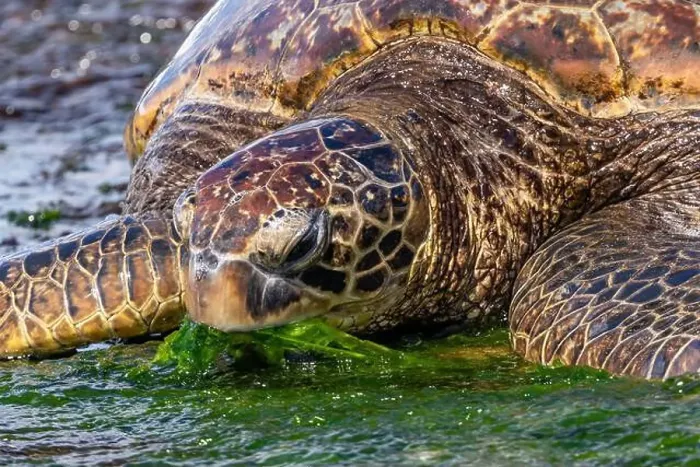 Framed Print : Closeup view of Green sea turtle (chelonia mydas) Framed Print : Closeup view of Green sea turtle (chelonia mydas)