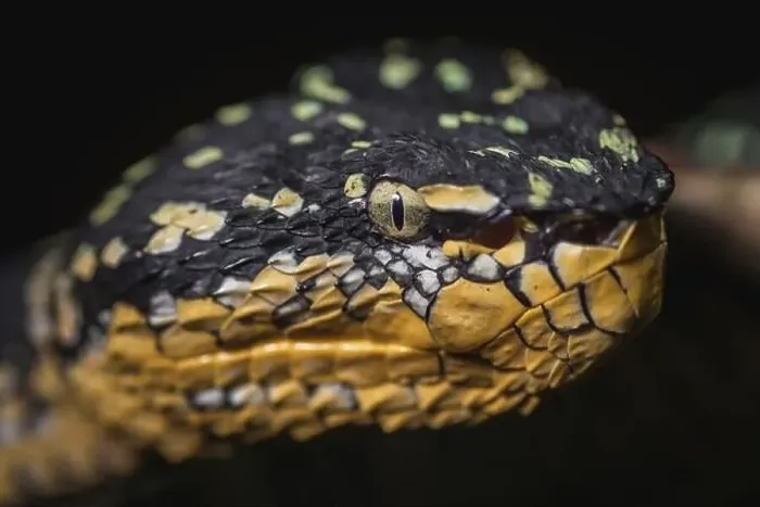 Framed Print : A Closeup of Wagler's Pit Viper (Tropidolaemus wagleri) snake on a black background Framed Print : A Closeup of Wagler's Pit Viper (Tropidolaemus wagleri) snake on a black background