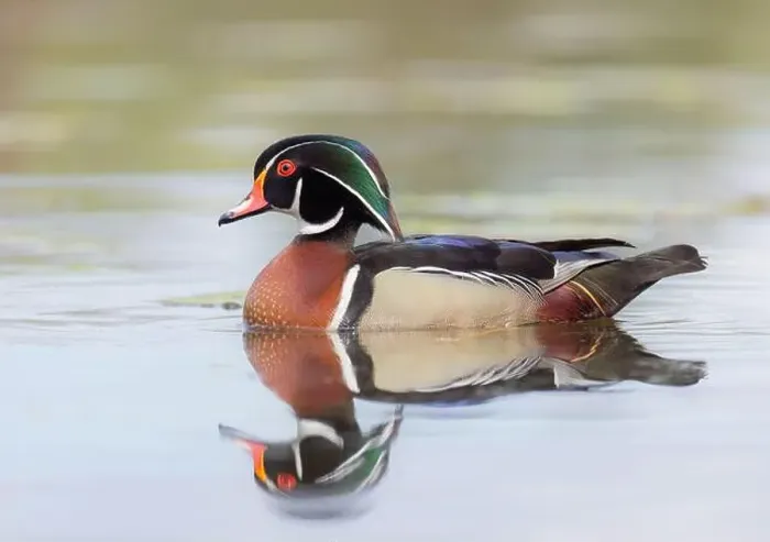 Framed Print : Closeup of a Wood duck male reflection swimming on Mud lake in Ottawa, Canada Framed Print : Closeup of a Wood duck male reflection swimming on Mud lake in Ottawa, Canada