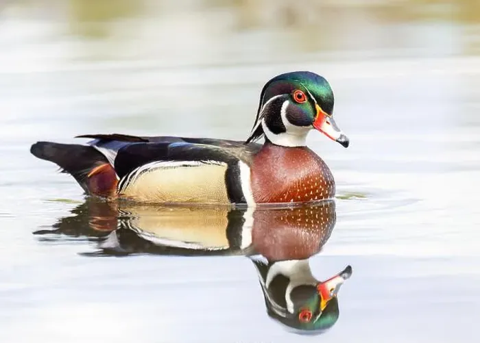 Framed Print : Closeup of a Wood duck male reflection swimming on Mud lake in Ottawa, Canada Framed Print : Closeup of a Wood duck male reflection swimming on Mud lake in Ottawa, Canada