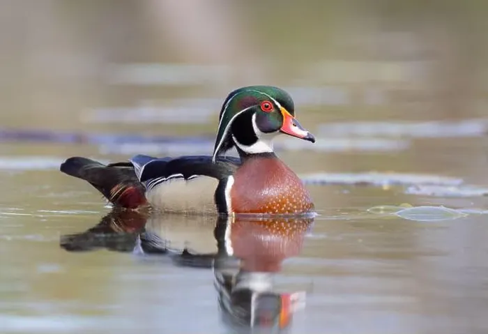 Framed Print : Closeup of a Wood duck male reflection swimming on Mud lake in Ottawa, Canada Framed Print : Closeup of a Wood duck male reflection swimming on Mud lake in Ottawa, Canada
