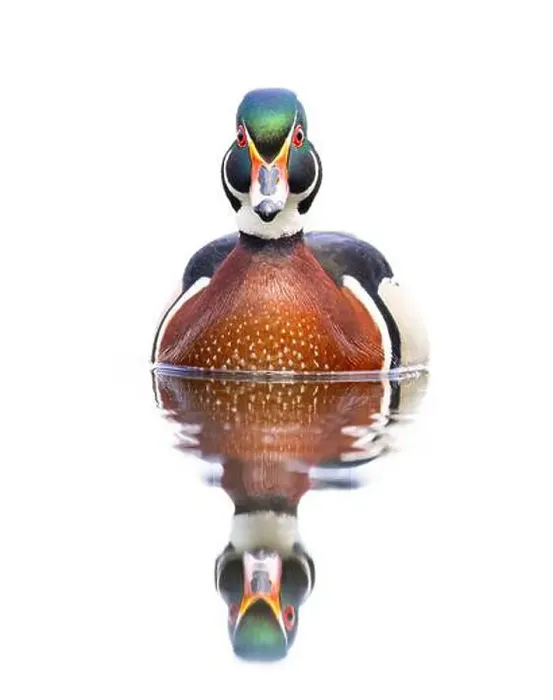 Framed Print : Closeup of a Wood duck male reflection swimming on Mud lake in Ottawa, Canada Framed Print : Closeup of a Wood duck male reflection swimming on Mud lake in Ottawa, Canada