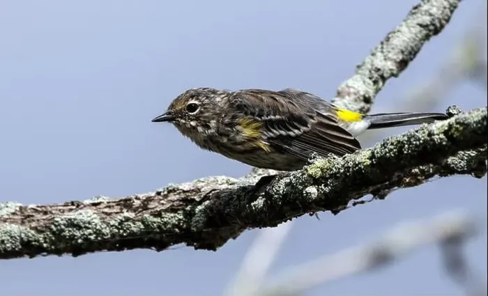 Framed Print : Closeup of a Yellow-rumped Warbler perching on a branch during fall migration, Ontario, Canada Framed Print : Closeup of a Yellow-rumped Warbler perching on a branch during fall migration, Ontario, Canada