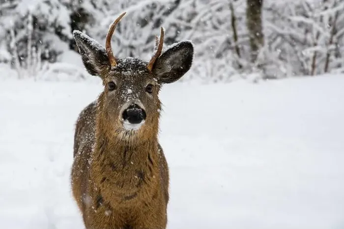 Framed Print : A closeup of a young buck in the snow Framed Print : A closeup of a young buck in the snow