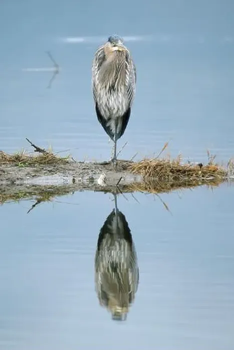 Framed Print : A closeup of a young Great Blue Heron perched at Cowichan Estuary Framed Print : A closeup of a young Great Blue Heron perched at Cowichan Estuary