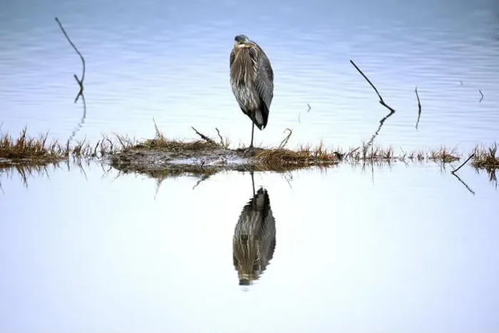 Framed Print : A closeup of a young Great Blue Heron perched at Cowichan Estuary Framed Print : A closeup of a young Great Blue Heron perched at Cowichan Estuary