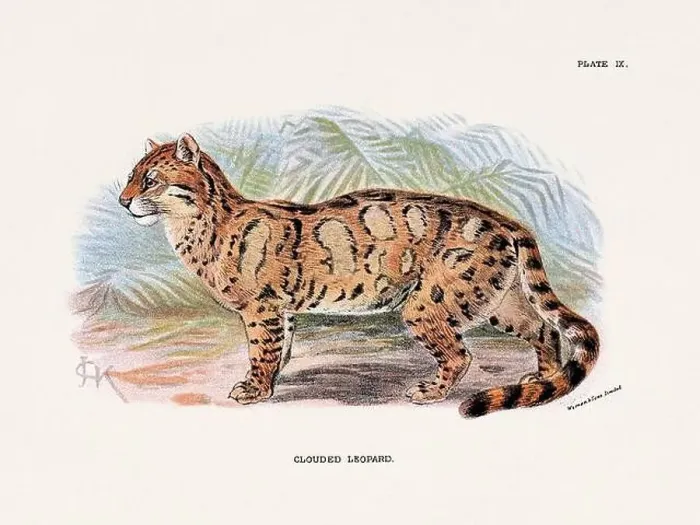 Framed Print : Clouded Leopard. Vintage illustration of a wild cat from a 19th-century natural history book detailing feline species